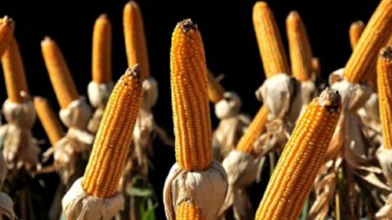 Programa disponibiliza 38 cultivares (12 de milho híbrido convencional, 19 de milho híbrido transgênico e sete de sorgo) - Foto: Fernando Dias / Seapdr