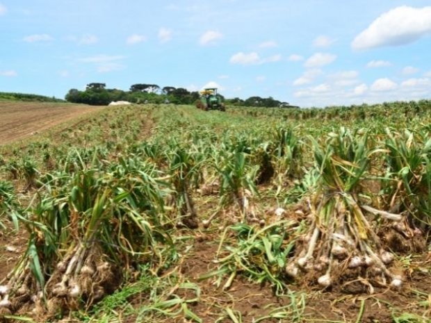 Foto: Aires Mariga / Epagri