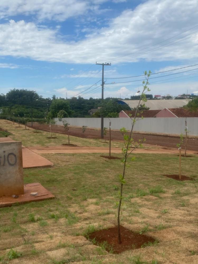Agricultura rondonense intensifica o plantio de árvores em espaços públicos